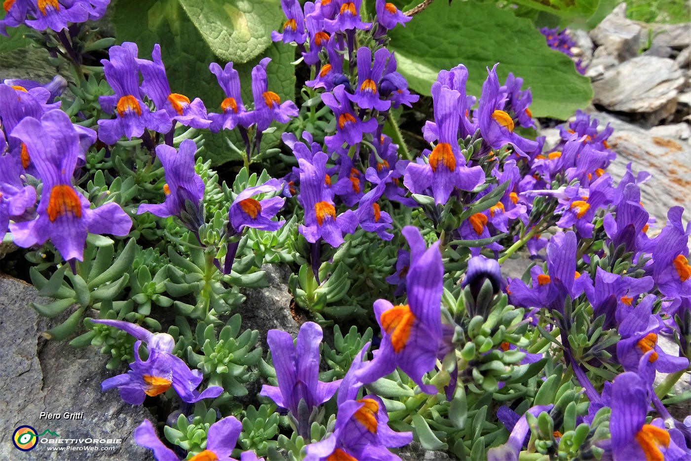 64 Linaria alpina al Passo della Portula.JPG